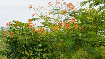 Nature, Clouds, Trees, Flowers