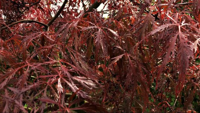 Falling raindrops on a red Japanese Maple after rain