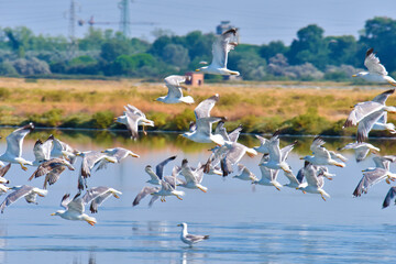 I gabbiani delle Saline di Cervia