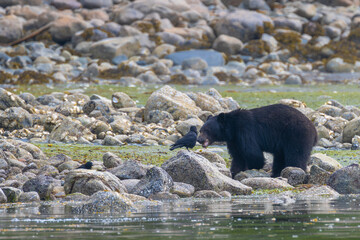 American Black Bear (Ursus americanus) on Vancouver Island Searching for Food at the Shoreline