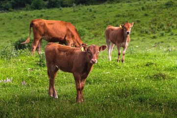 A young Bay calf with a tag on his ear grazes in a green meadow against the background of other calves and a cow in a mountainous area. Calves look at the camera
