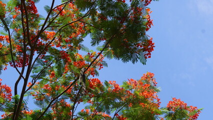 Nature, Flowers, Trees