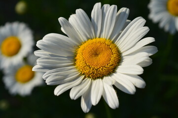 Obraz premium daisy flower