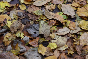 Wet fallen autumn leaves covering the asphalt