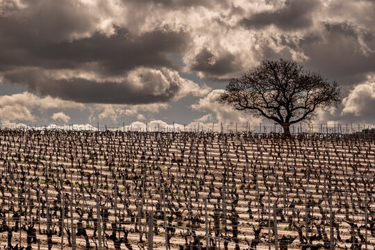 alone tree in a vineyard during spring in the Ribera del Duero denomination of origin region in the Valladolid province of Spain