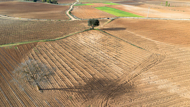 Aerial view of a lone tree in a vineyard during spring in the Ribera del Duero denomination of origin region in the Valladolid province of Spain