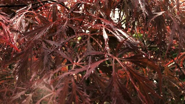 Falling raindrops on a red Japanese Maple after rain