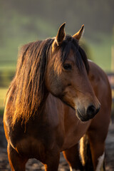 Obraz premium Horse Head portrait 