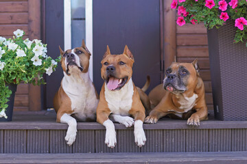 Three obedient red and white American Staffordshire Terrier dogs with cropped ears posing outdoors...