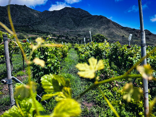 Wine plantations in the north of the island of Tenerife
