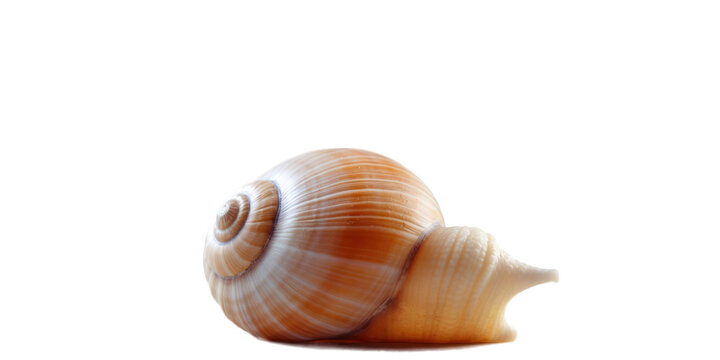 Picture of a spacious vacant snail shell from the sea positioned on a plain transparent background. Marine creatures dwelling under the sea. Seashells.