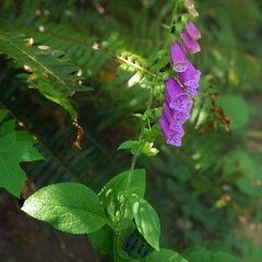 Wild lupin on a Burnaby Mountain, BC, forest trail.