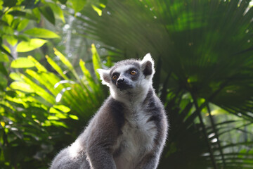 Fototapeta premium A portrait of a Lemur against green background