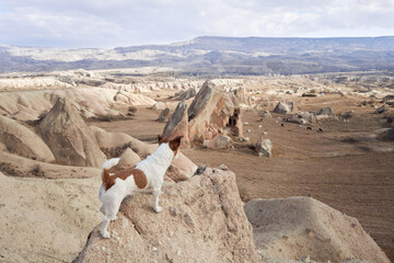 Little dog in cappadocia against the backdrop of the sandy mountains. Jack Russell Terrier at...