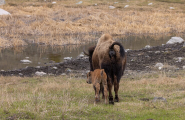 Bison Cow and Her Calf in Yellowstone National Park Wyoming