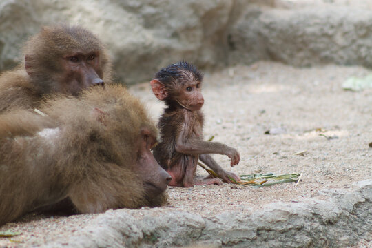 A photo of a family of hamadryas baboon on a clif