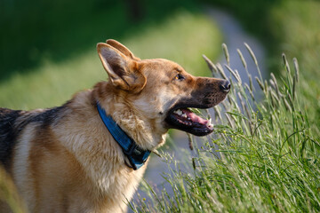 Young German shepherd dog in the green grass