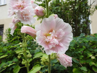 pink mallow in the garden