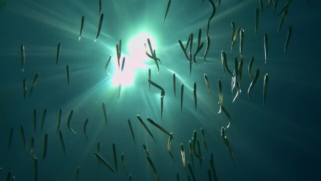 Upwards underwater view of school of small fish swimming under surface of clear sea water with sun shining over seawater surface with sunbeams. Slow-motion