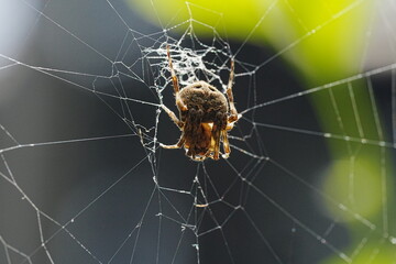 Neoscona, known as spotted orb-weavers and barn spiders, is a genus of orb-weaver spiders (Araneidae)  - Powered by Adobe