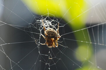 Neoscona, known as spotted orb-weavers and barn spiders, is a genus of orb-weaver spiders (Araneidae)  - obrazy, fototapety, plakaty