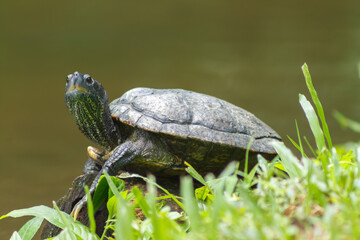 A photo of a pond turtle also known as pond terrapin