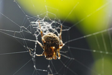Neoscona, known as spotted orb-weavers and barn spiders, is a genus of orb-weaver spiders (Araneidae)  - obrazy, fototapety, plakaty
