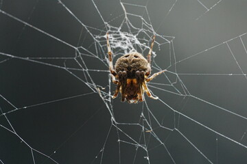 Neoscona, known as spotted orb-weavers and barn spiders, is a genus of orb-weaver spiders...