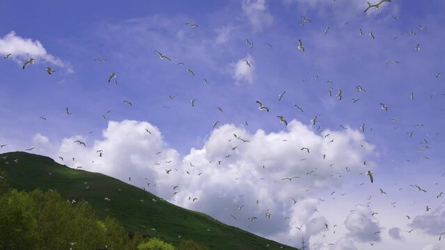 Flock of flying seagulls in sky. Many flocks of seagulls in flight, flying off coast of sea or ocean against backdrop of mountains in slow motion. Living flora and fauna of planet Earth.