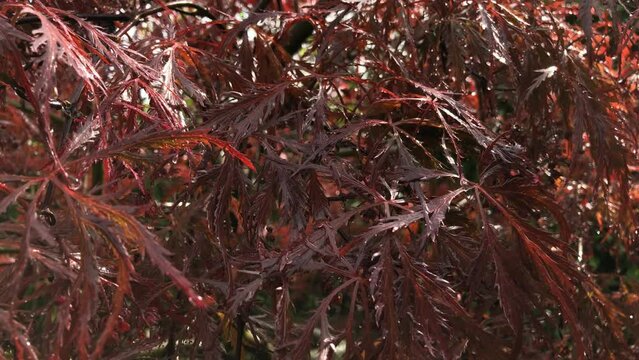 Falling raindrops on a red Japanese Maple after rain