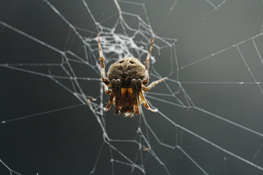 Neoscona, known as spotted orb-weavers and barn spiders, is a genus of orb-weaver spiders (Araneidae) 