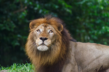 A photo of a lion in captive setting