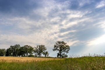 A tree line in the distance with morning clouds, a wheat field, and grass. 