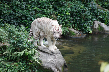 A photo of a white tiger in captive setting