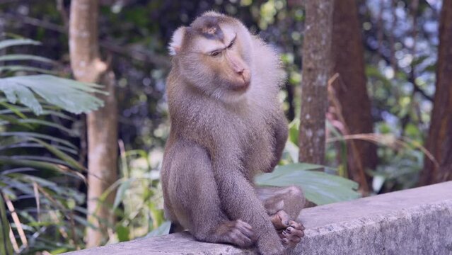 Wild adult Macaque monkey scratching his fur 