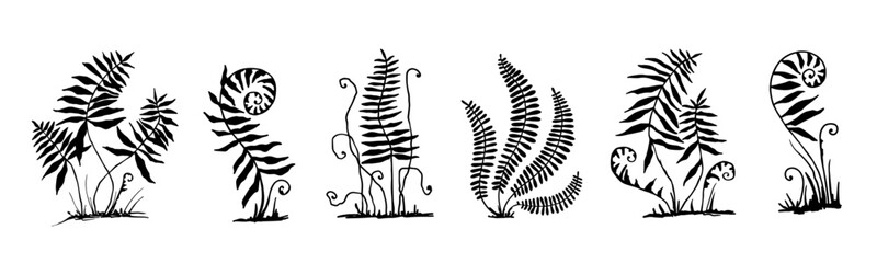 Set of forest fern leaves silhouettes. Vector graphics.