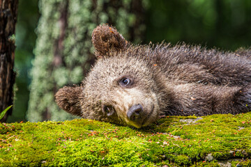 Young bear on a road in Romani
