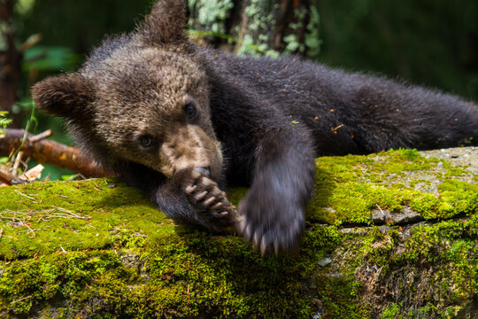 Bears on a country road in Romania