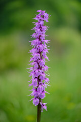 Beautiful Early Purple Orchid above Vipavska valley