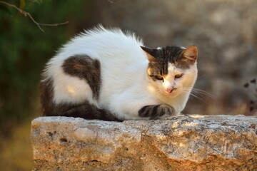 Gato tranquilo en Vamos, pueblo tradicional en Creta, Grecia