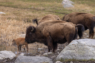 Bison Cow and Her Calf in Yellowstone National Park Wyoming