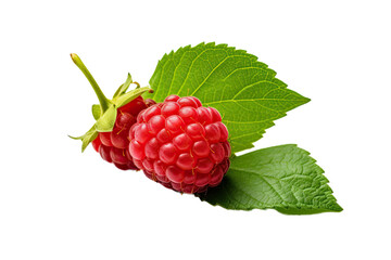 An isolated raspberry with green foliage on a transparent background. Collection of raspberries provided with a clipped outline.