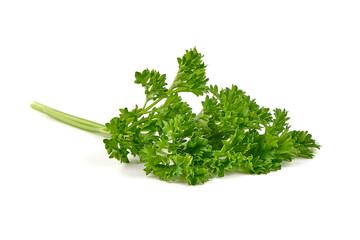 Fresh green parsley leaf, isolated on white background.