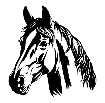 Horse head illustration, isolated on white background