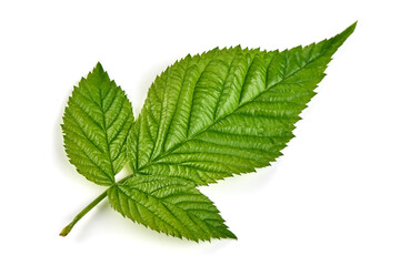 Raspberry branch, isolated on white background.