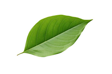 Obraz premium A green leaf is alone on a transparent background.