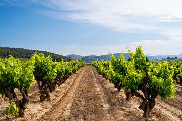 Vineyard in the wine region of the Penedes designation of origin in the province of Barcelona in Catalonia Spain