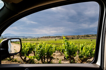 Vineyard in the wine region of the Penedes designation of origin in the province of Barcelona in Catalonia Spain