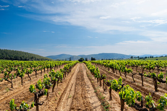 Vineyard in the wine region of the Penedes designation of origin in the province of Barcelona in Catalonia Spain