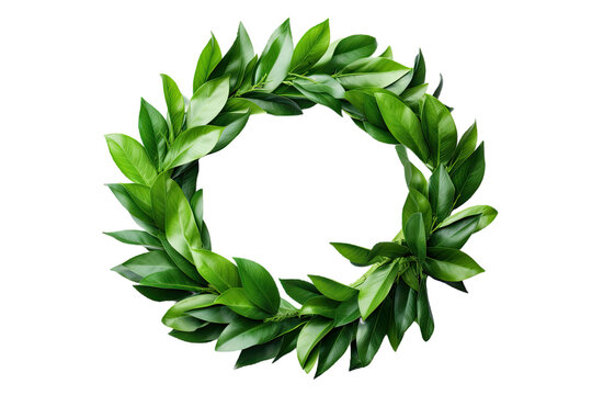 An isolated laurel wreath created from fresh branches of bay leaves, displayed on a transparent background and equipped with a clipping path.